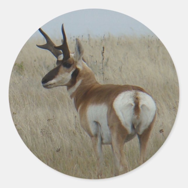 Adesivo Redondo A22 Pronghorn Antelope Buck (Frente)