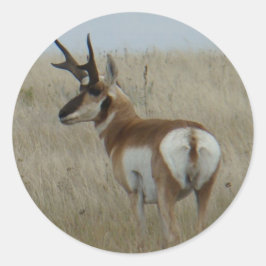 Adesivo Redondo A22 Pronghorn Antelope Buck