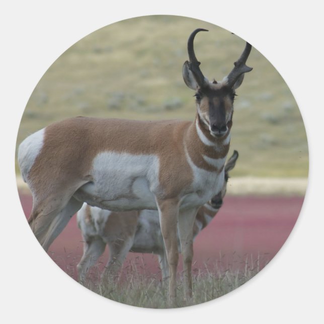 Adesivo Redondo A24 Pronghorn Antelope (Frente)