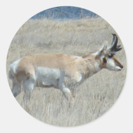 Adesivo Redondo A25 Antilope Pronghorn Bicho Jovem