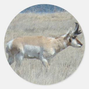 Adesivo Redondo A25 Antilope Pronghorn Bicho Jovem