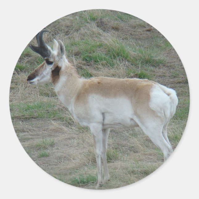 Adesivo Redondo A26 Pronghorn Antelope Buck (Frente)