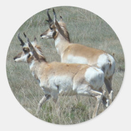 Adesivo Redondo A27 Pronghorn Antelope Young Bucks
