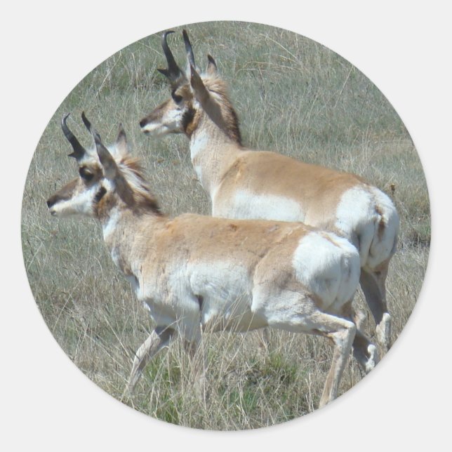 Adesivo Redondo A27 Pronghorn Antelope Young Bucks (Frente)
