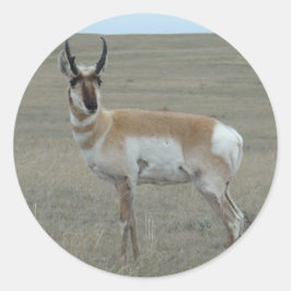 Adesivo Redondo A28 Antilope Pronghorn Bicho Jovem