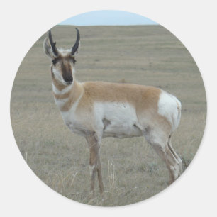 Adesivo Redondo A28 Antilope Pronghorn Bicho Jovem