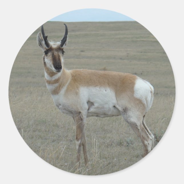 Adesivo Redondo A28 Pronghorn Antelope Young Buck (Frente)