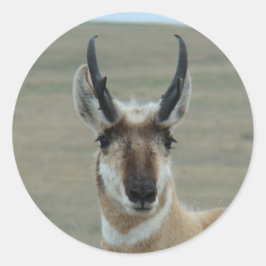 Adesivo Redondo A30 Tiro de cabeça de Antílope de Pronghorn