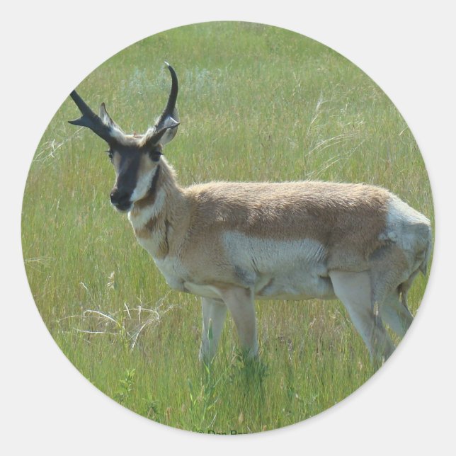 Adesivo Redondo A36 Pronghorn Antelope Buck (Frente)