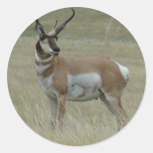 Adesivo Redondo A37 Antilope Pronghorn Chifres Tortos