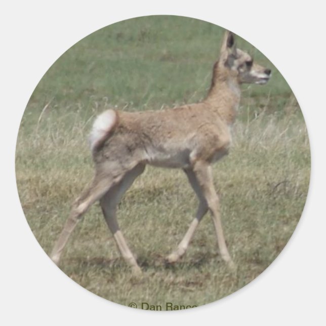 Adesivo Redondo A42 Bebê Antilope Pronghorn (Frente)