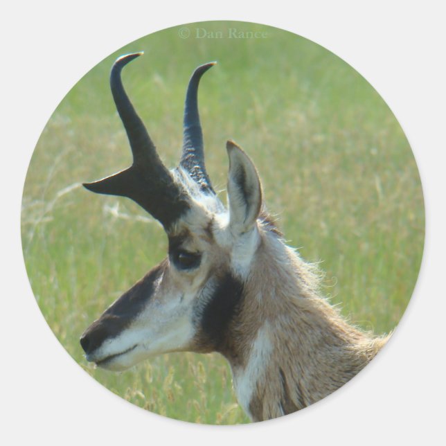 Adesivo Redondo A47 Pronghorn Antelope Big Buck Head Profile (Frente)