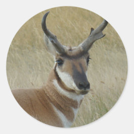 Adesivo Redondo A5 Pronghorn Antelope Buck Head Shot