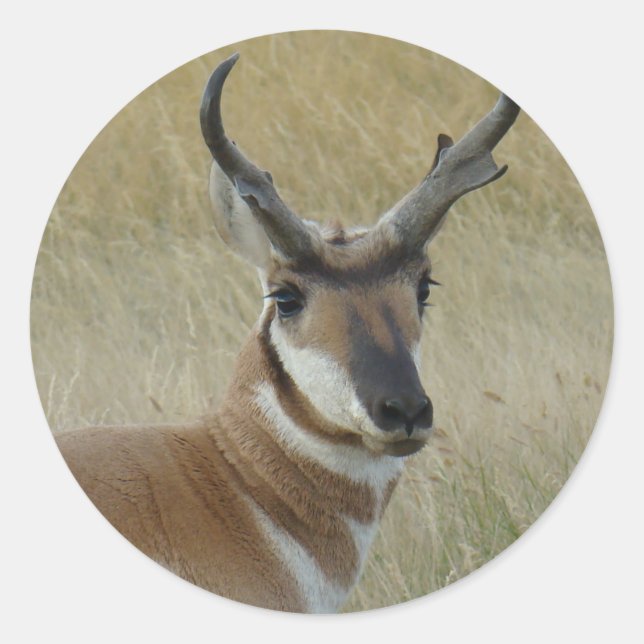 Adesivo Redondo A5 Pronghorn Antelope Buck Head Shot (Frente)
