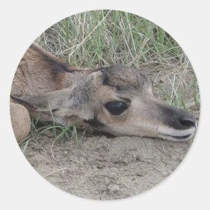 Adesivo Redondo A6 Bebe Antilope Americano