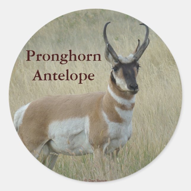 Adesivo Redondo A8 Pronghorn Antelope Big Buck (Frente)