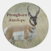 A8 Pronghorn Antelope Big Buck