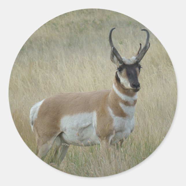 Adesivo Redondo A8 Pronghorn Antelope Big Buck (Frente)