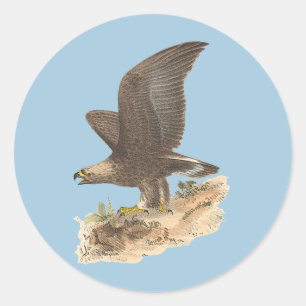Adesivo Redondo A Águia Ouro (Aquila chrysaetos) NY Imagem do Páss