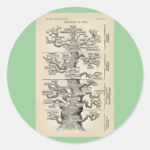 Adesivo Redondo A "árvore da vida" de Ernst Haeckel