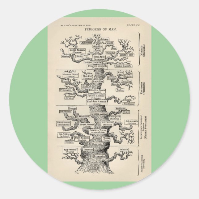 Adesivo Redondo A "árvore da vida" de Ernst Haeckel (Frente)