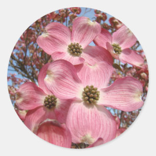 Adesivo Redondo A árvore de Dogwood floresce Dogwoods do rosa das