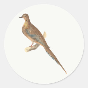 Adesivo Redondo A Dove de Luto (Carolina Turtle Dove) NY Aves