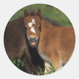 Adesivo Redondo A miniatura Foals na grama