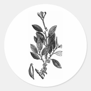 Adesivo Redondo A planta do cacau (chocolate cru)