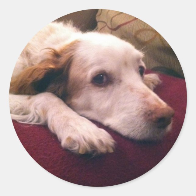 Adesivo Redondo Abby Brittany Spaniel (Frente)