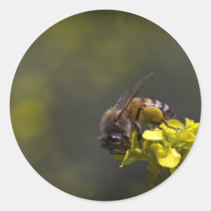 Adesivo Redondo Abelha Ocupada