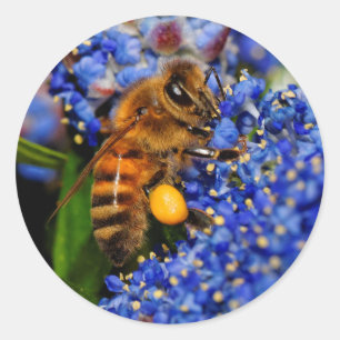 Adesivo Redondo Abelhas de mel: California Lilac Pollinator