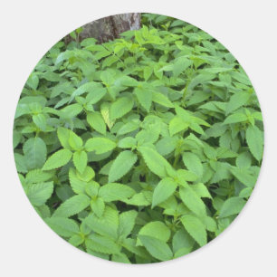 Adesivo Redondo Abstrato Folhas de menta