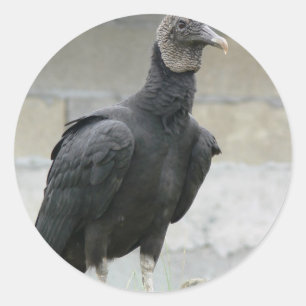 Adesivo Redondo Abutre preto no monte