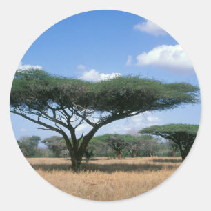 Adesivo Redondo Acácia Espinhosa (Acacia tortilis), Mkuze