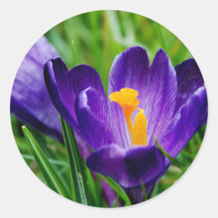 Adesivo Redondo Açafrões da primavera