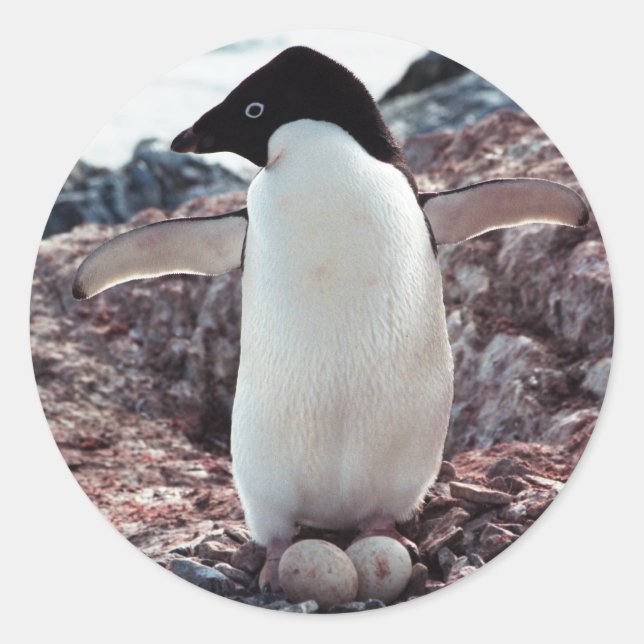 Adesivo Redondo Adelie Penguin Nest Sticker (Frente)