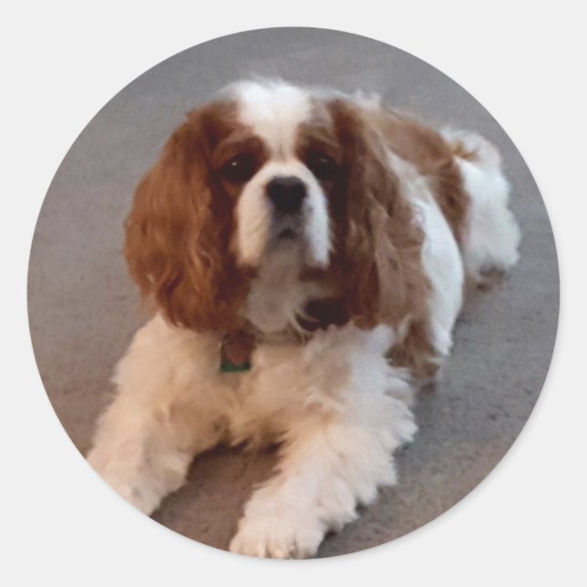 Adesivo Redondo Adorável Cavaleiro Rei Charles Spaniel (Frente)