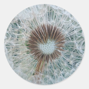 Adesivo Redondo Adorável Dandelion Branco
