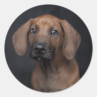 Adesivo Redondo Adorável retrato de cachorro filhote Rhodesian Rid