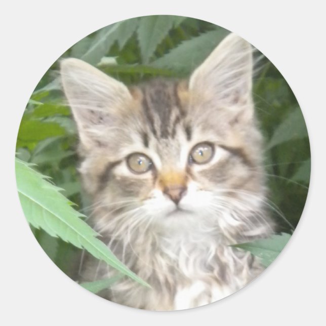 Adesivo Redondo Adorável Tabby Kitten (Frente)