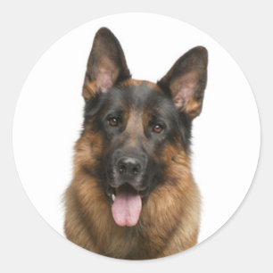 Adesivo Redondo Adoro German shepherd Puppy Dog Stickers