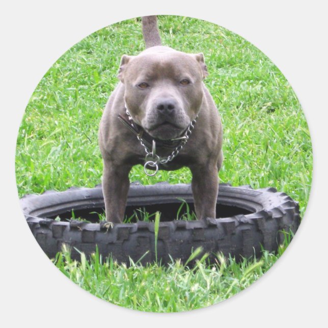 Adesivo Redondo Adulto Masculino Staffordshire Terrier Pronto Para (Frente)