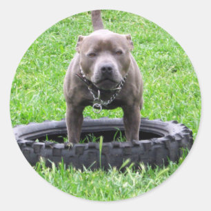 Adesivo Redondo Adulto Masculino Staffordshire Terrier Pronto Para