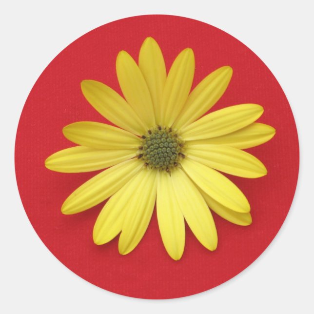 Adesivo Redondo African Daisy Sticker (Frente)