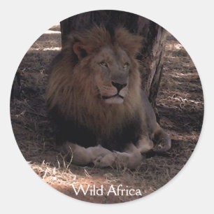 Adesivo Redondo AFRICANO LION Big Cinco Selvagens de Gato