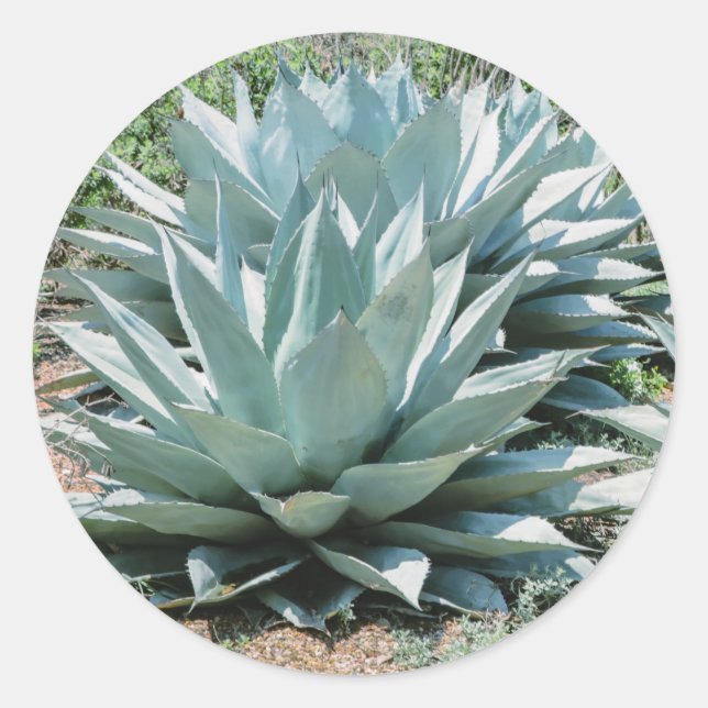 Adesivo Redondo Agave Succult Plant Cactus Green Sage (Frente)