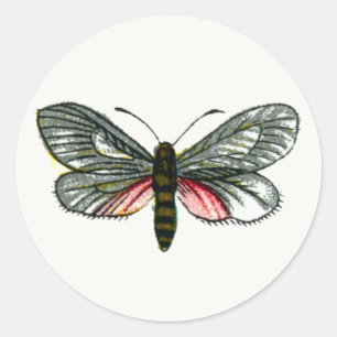 Adesivo Redondo Aglaope infausta - Almond-Tree Folha Skeletonizer