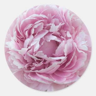 Adesivo Redondo Agradável Peony Perky Rosa
