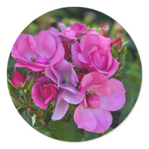 Agrupação de Rosas Rosa Lavanda